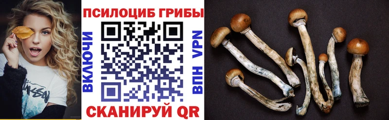 дарнет шоп  Ярцево  Псилоцибиновые грибы Psilocybine cubensis 
